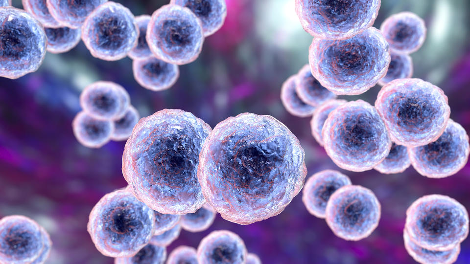 bacteria