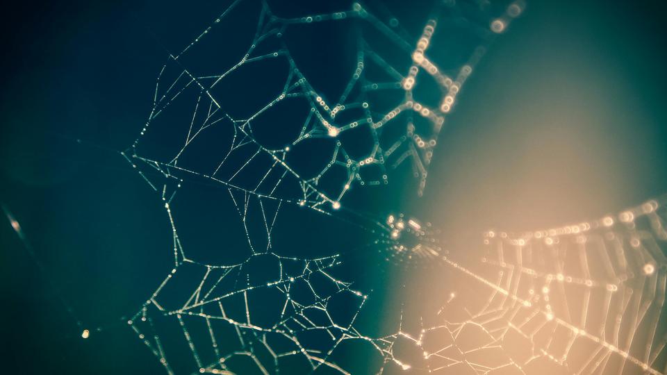 Spider web