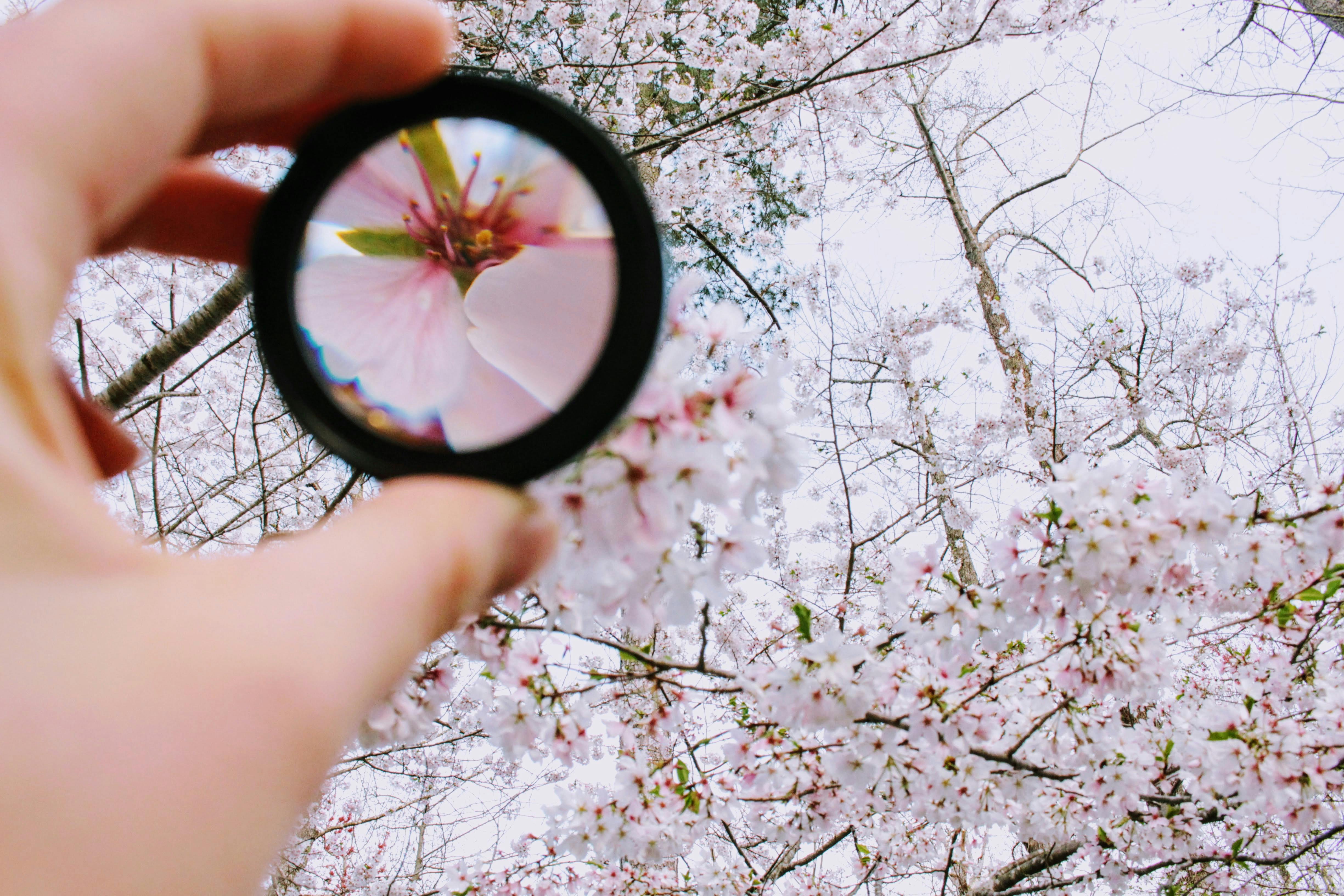 Magnifying a cherry blossom