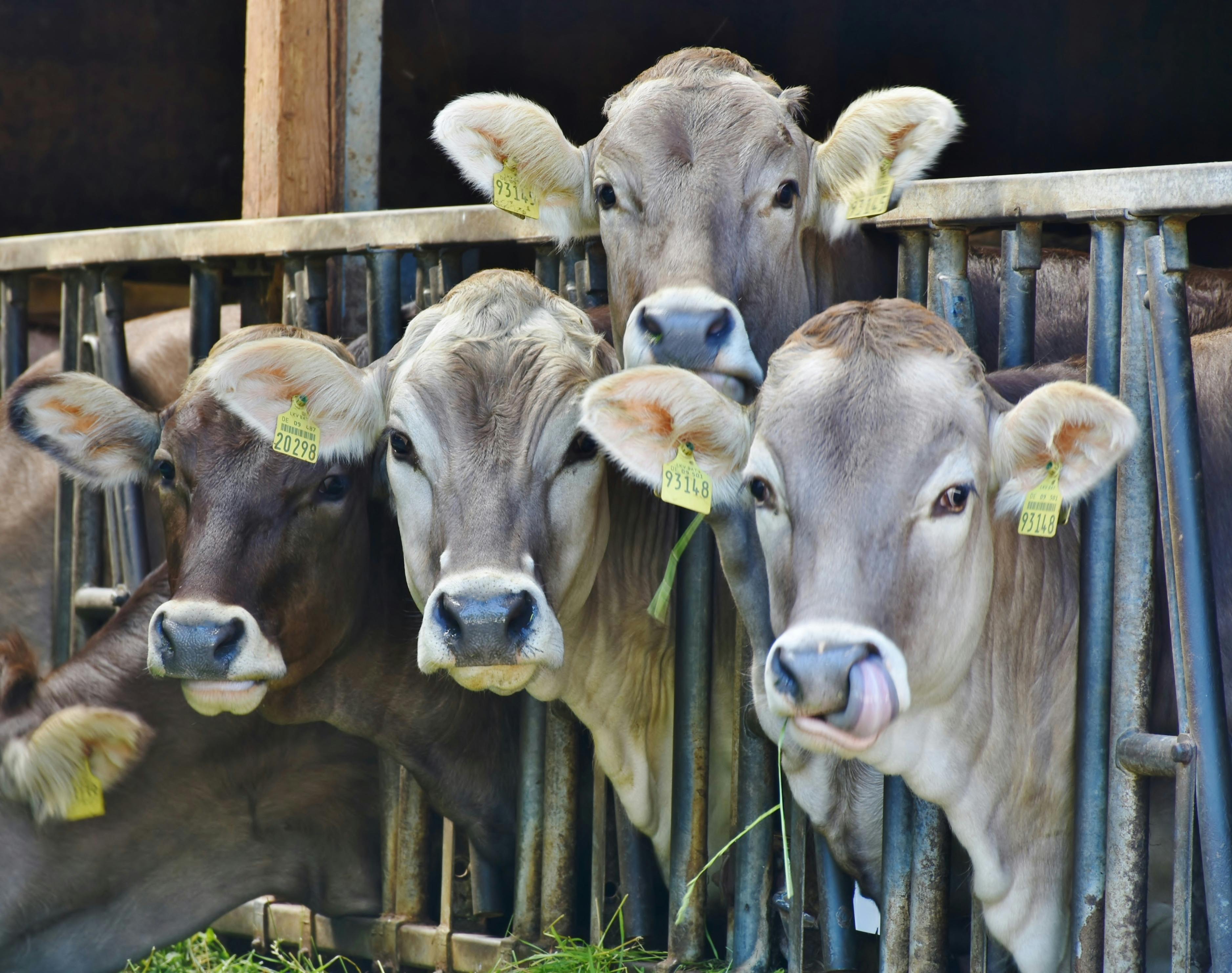 tagged cows behind a black metal railing