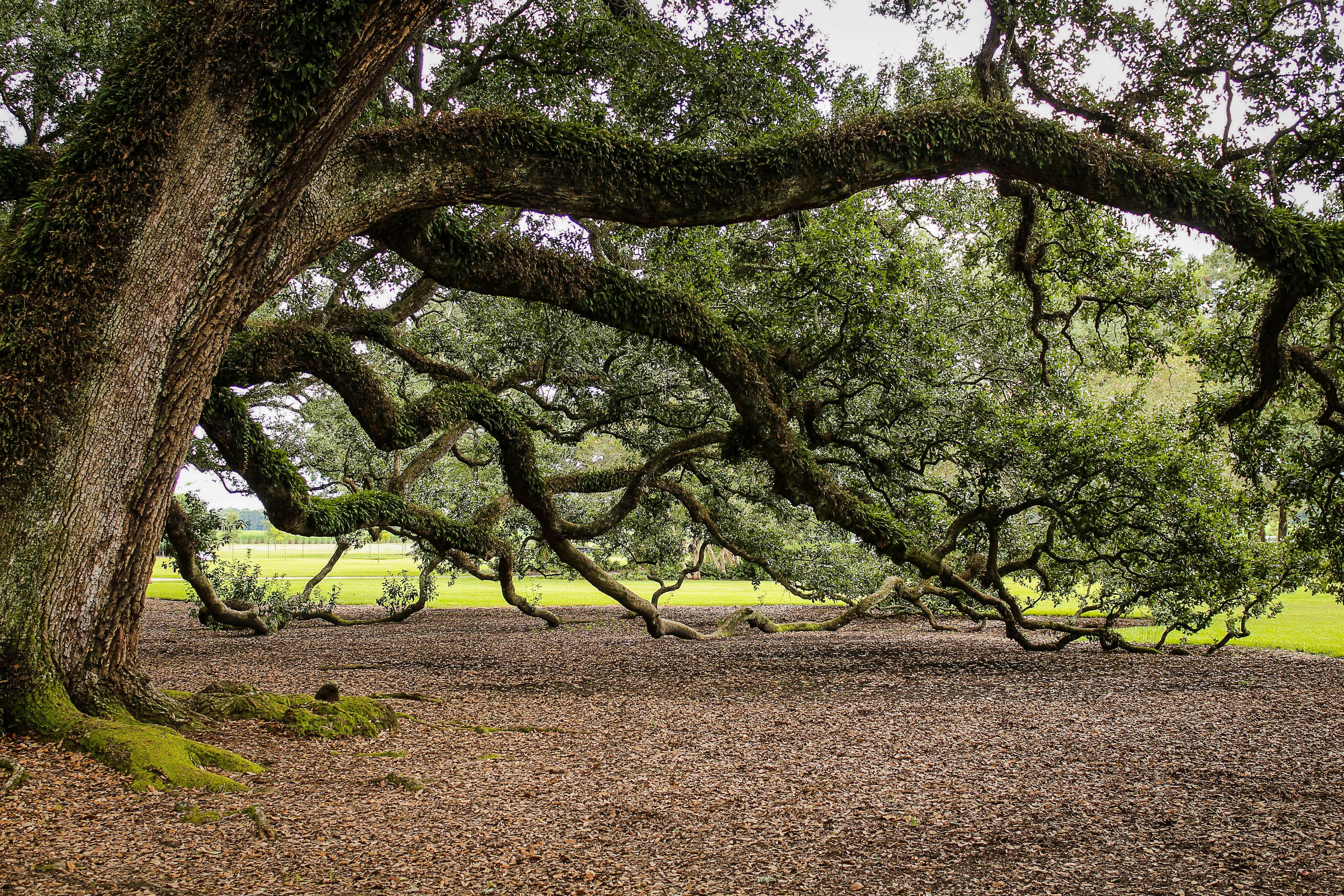 tree branching