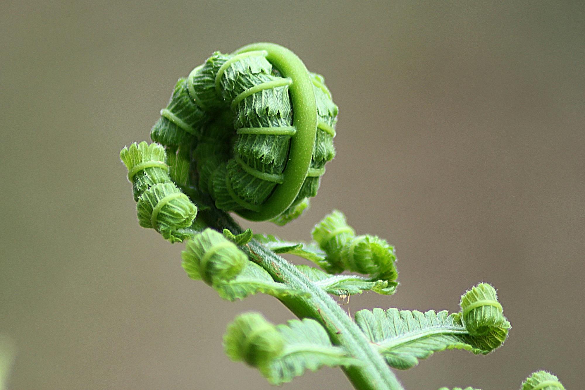 curling fern