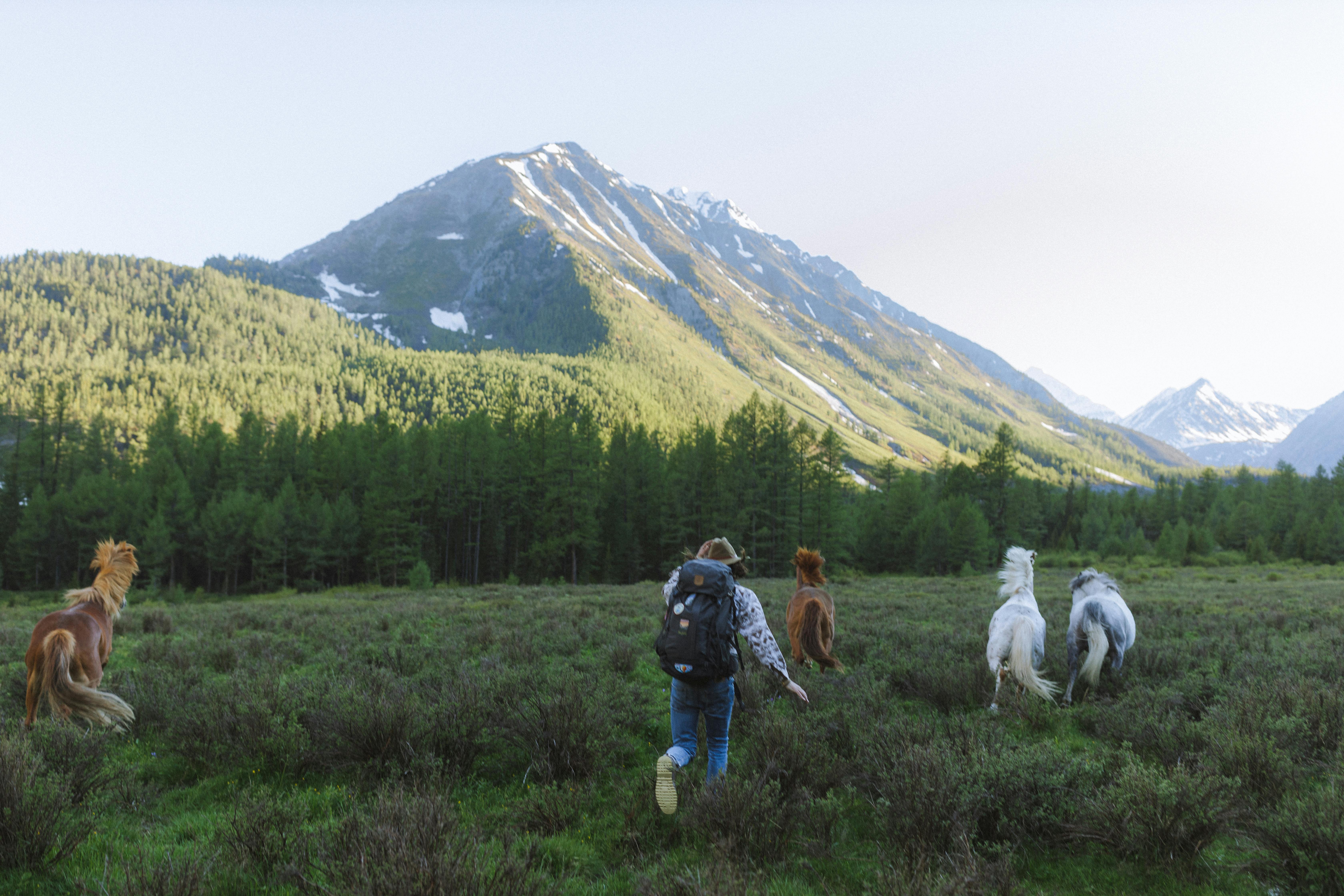 person in backpack running with horses