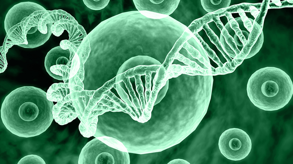 dna and cells