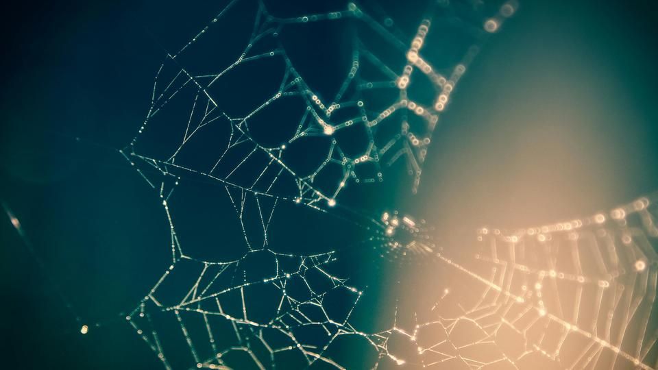 Spider web