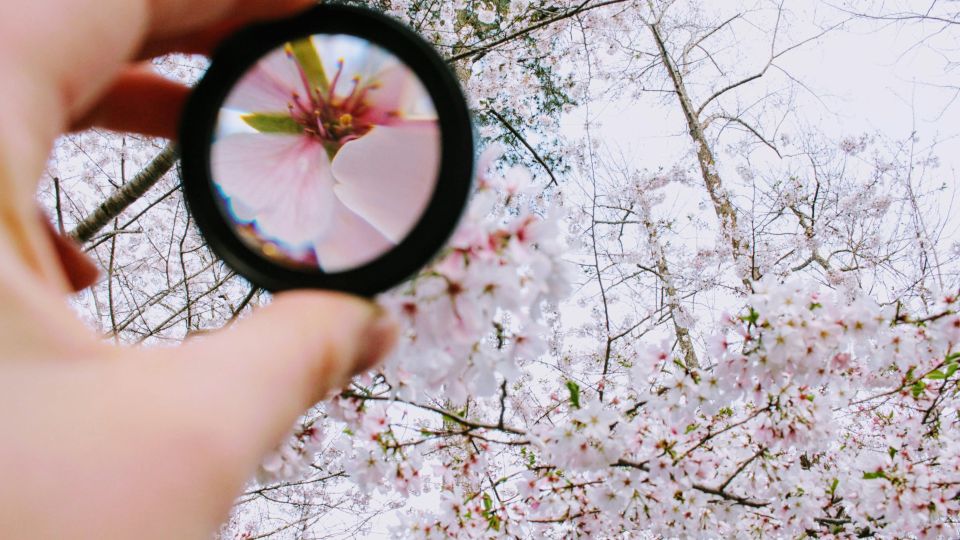 Magnifying a cherry blossom