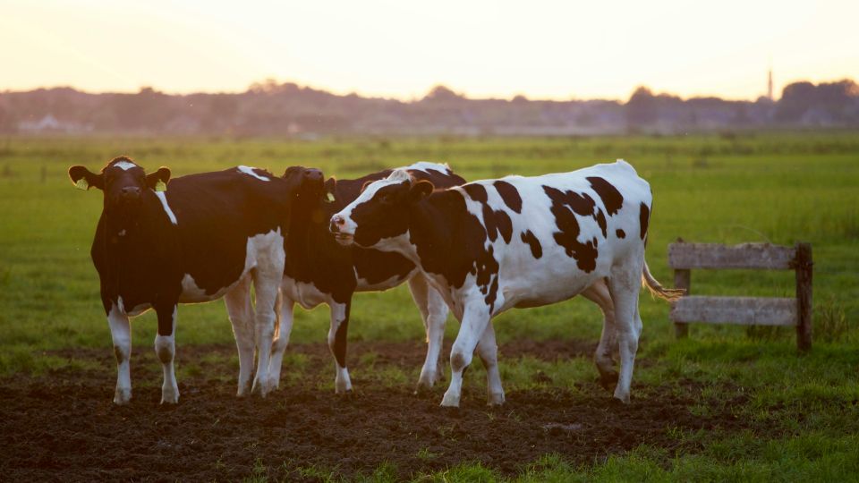 cows in field
