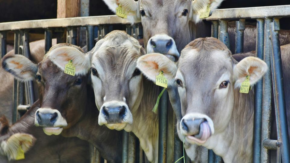 tagged cows behind a black metal railing