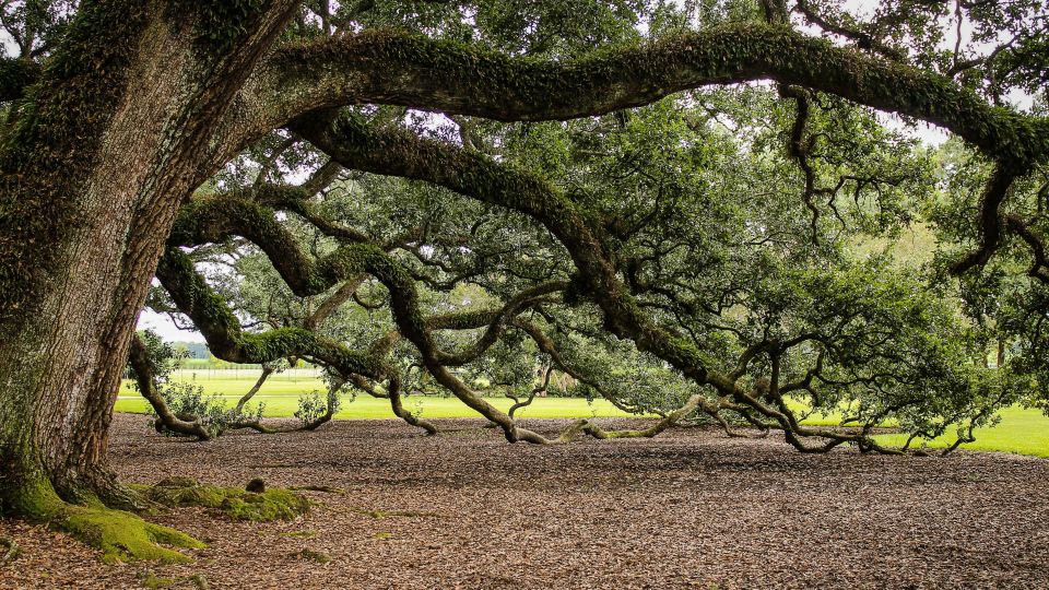 tree branching