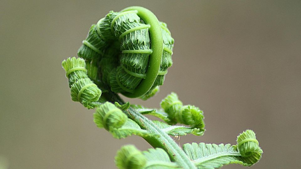 curling fern