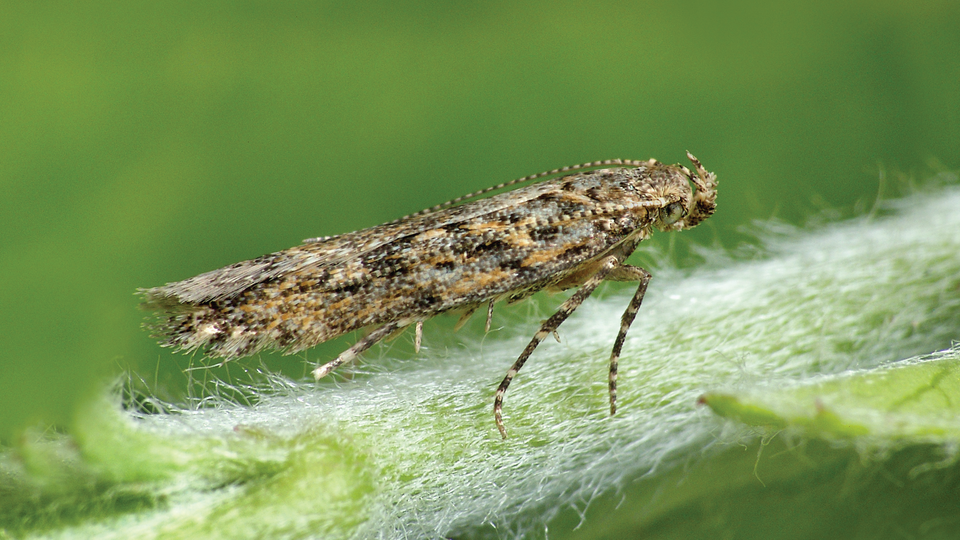 tuta absoluta