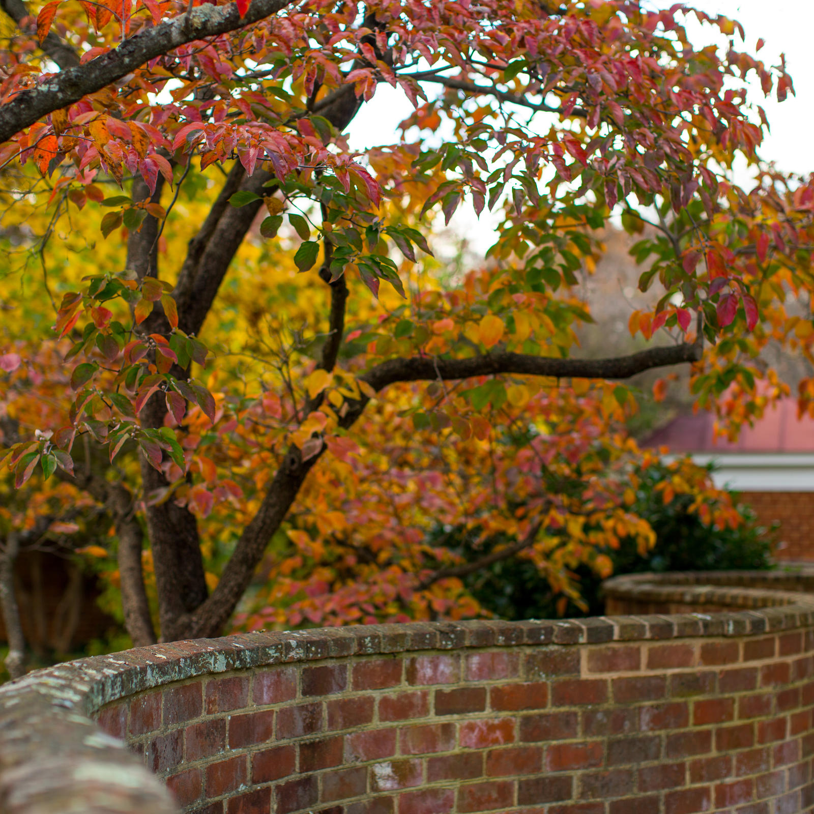 Brick wall and fall foliage