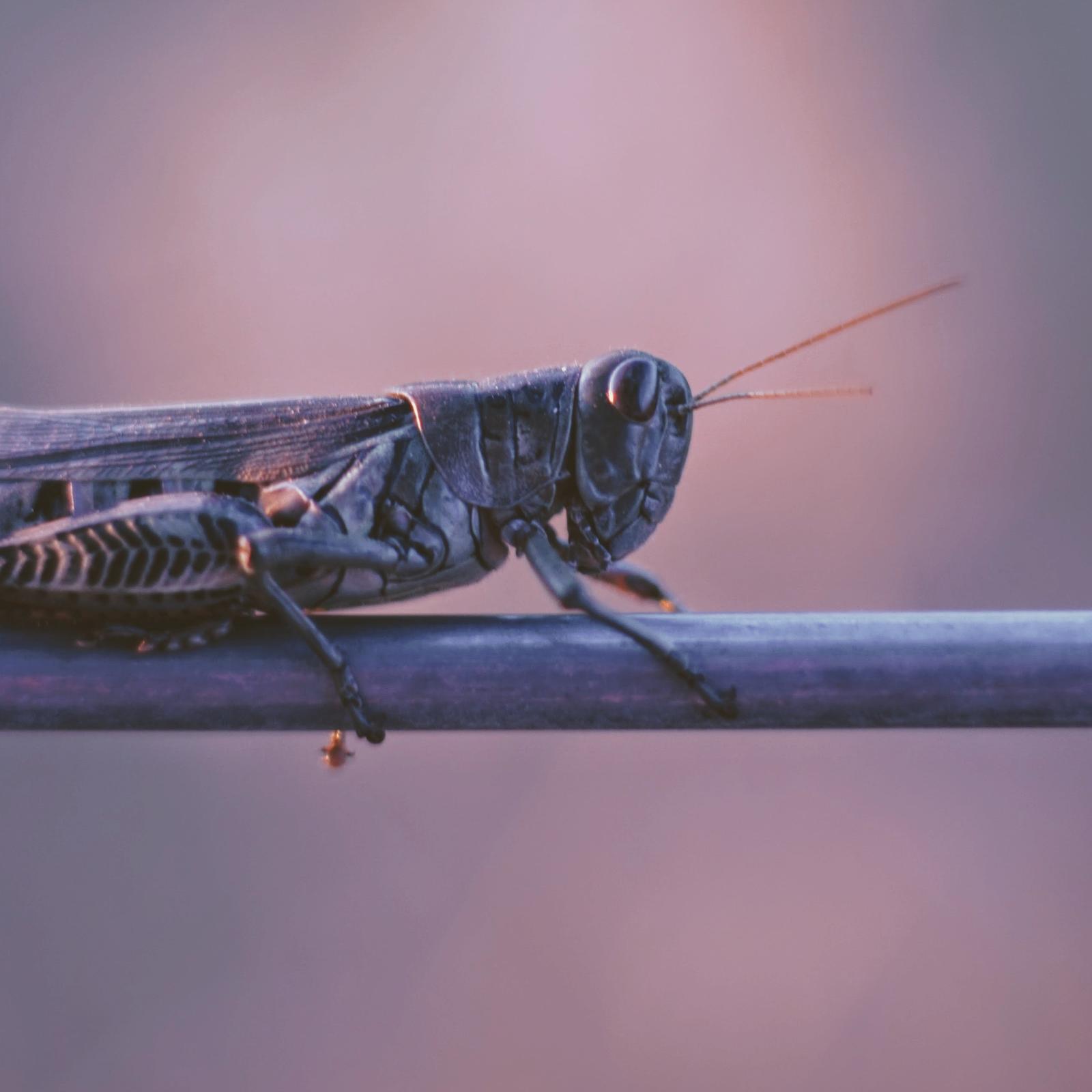 Locust on stick