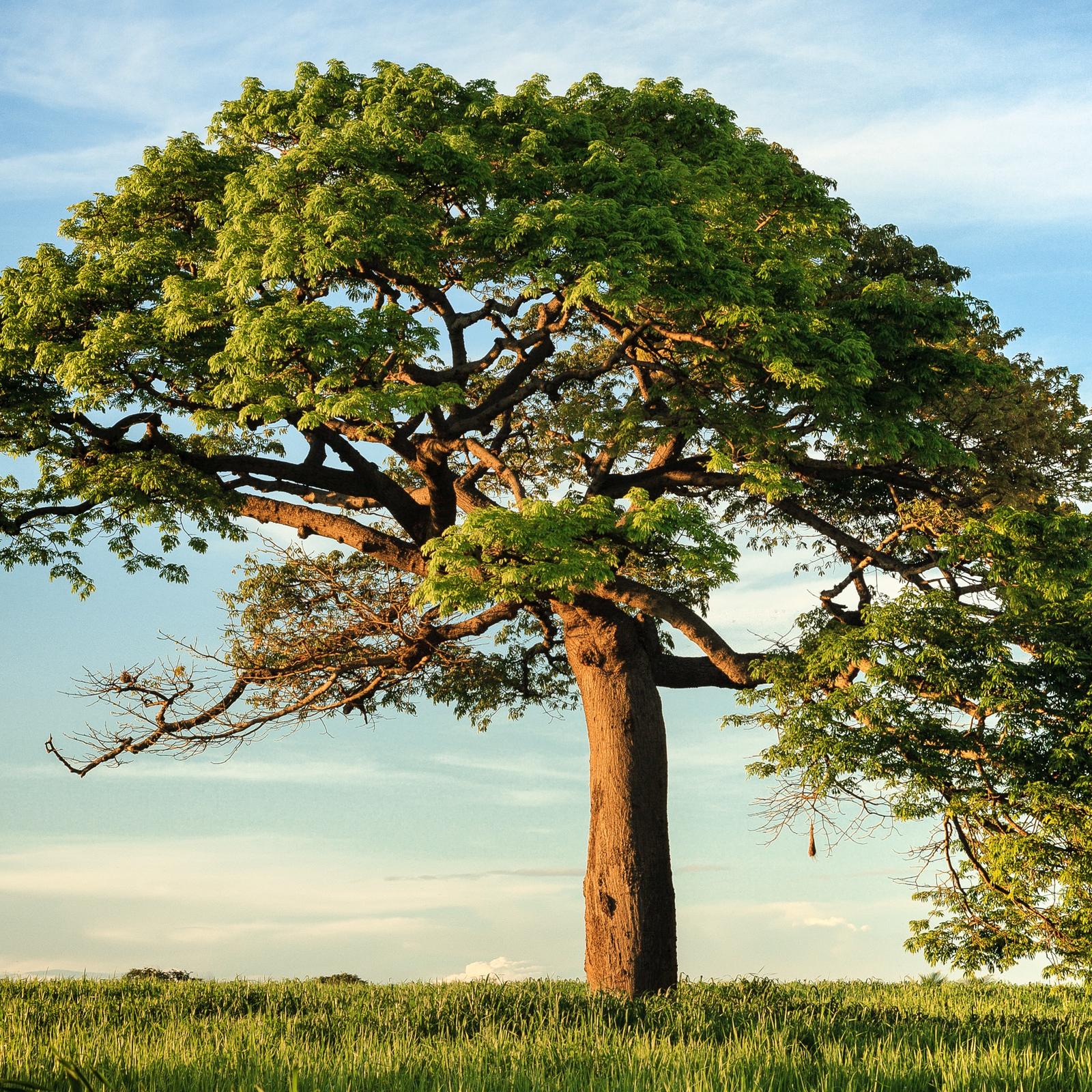 Image of tree in field