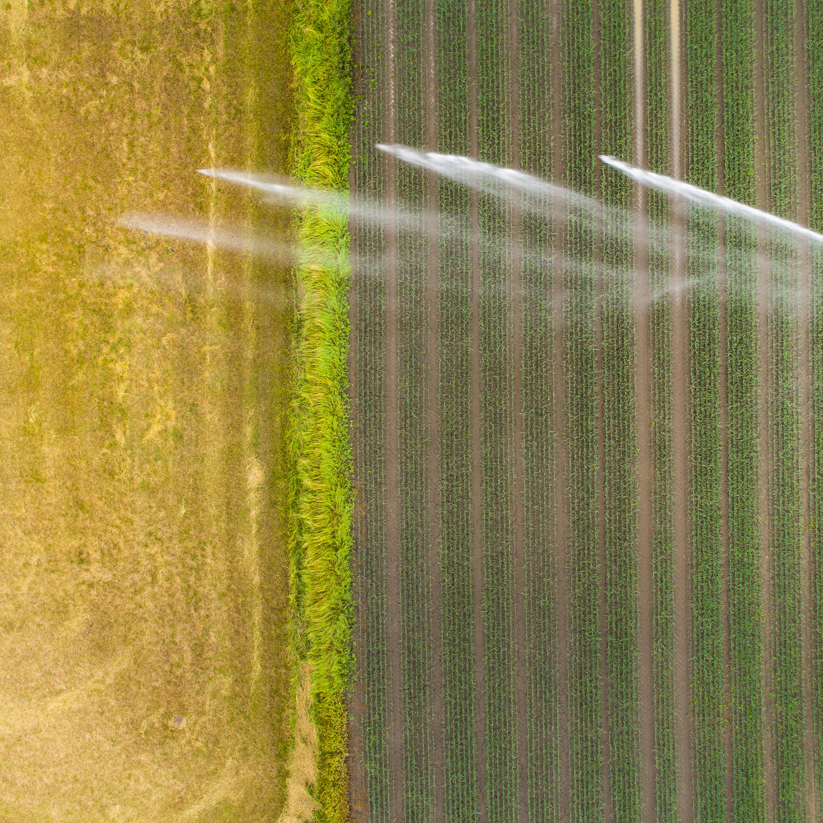 AI Institute for Transforming Workforce graphic - sprinkler on wheat fields