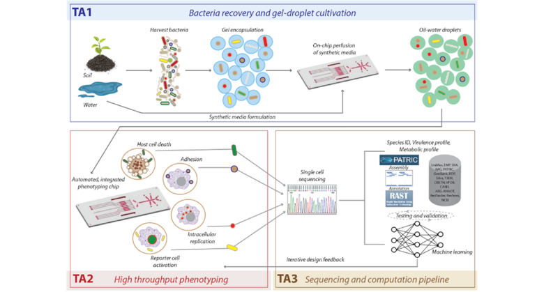 Bacteria cultivation, phenotyping, and sequencing diagram